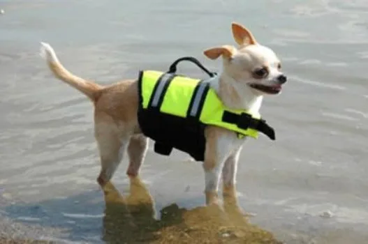 Neon Yellow Dog Life Jacket